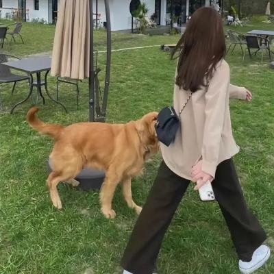 新猛龙过江